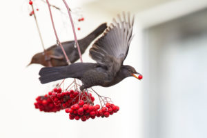 Blackbird, Turdus merula, rowan berries Blackbird, Turdus merula, rowan berries